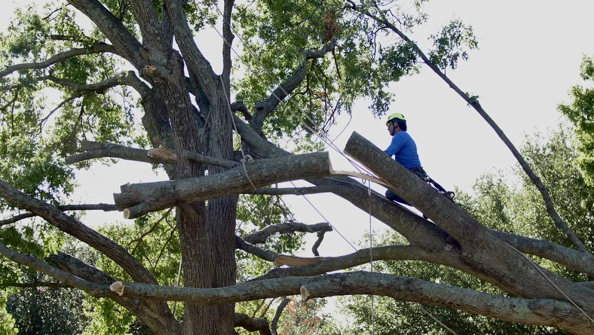 Professional Crown Thinning performed by certified arborists in Fultonham